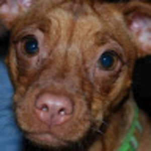 Meet your Posher, Daddys